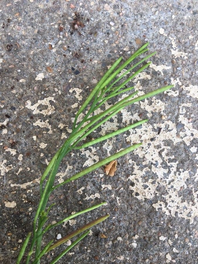 Cardamine parviflora