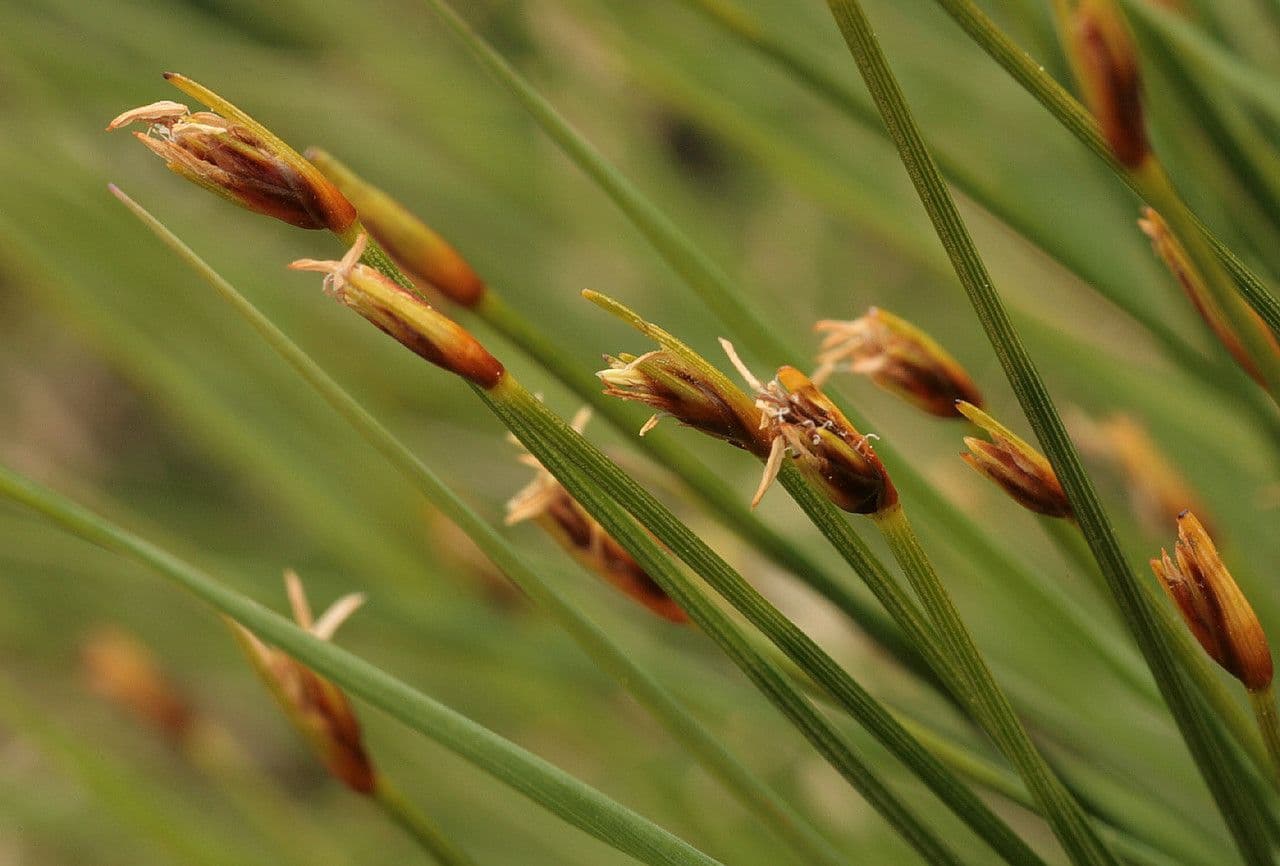 Rasenbinse