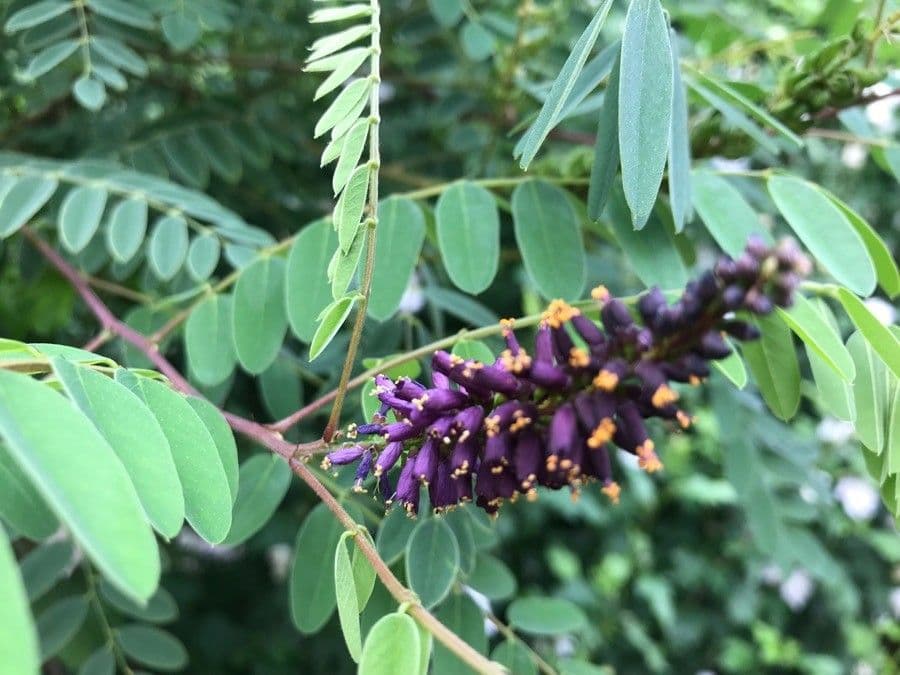 Leadplant 7