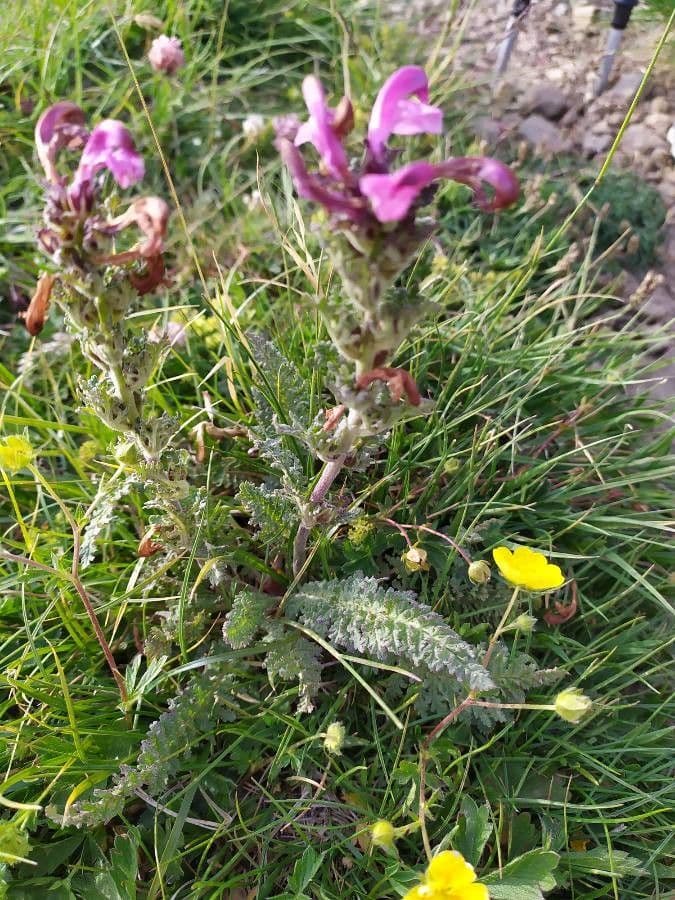 Pedicularis rostratospicata 2