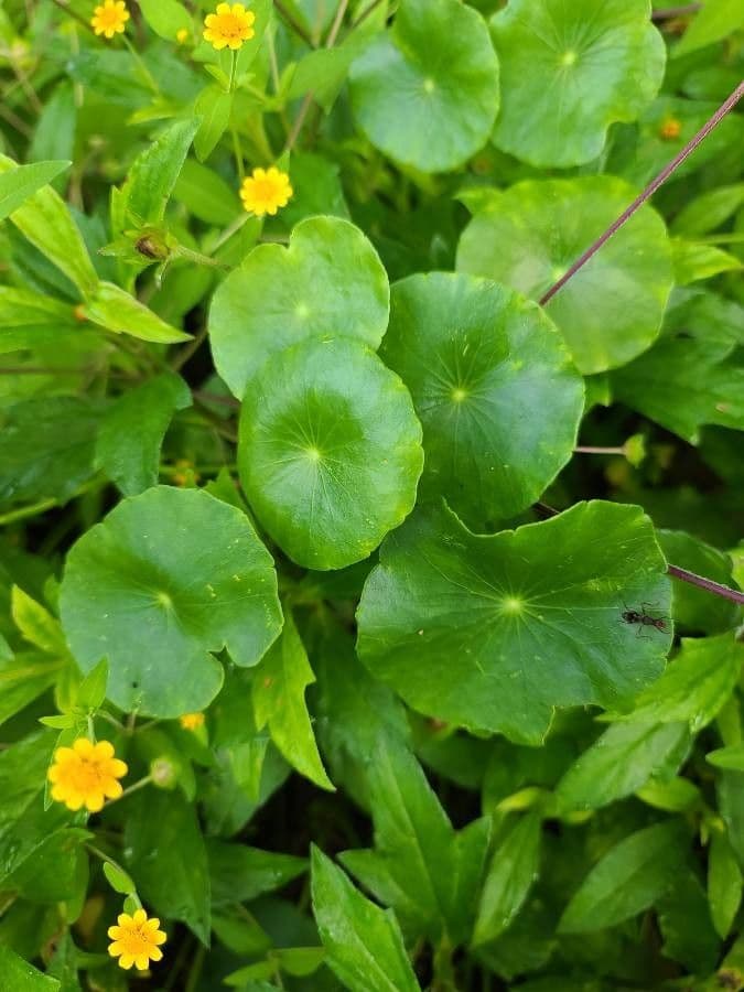 Hierba de San Guillermo 15