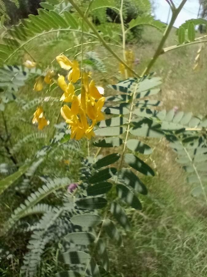 Sesbania drummondii 7