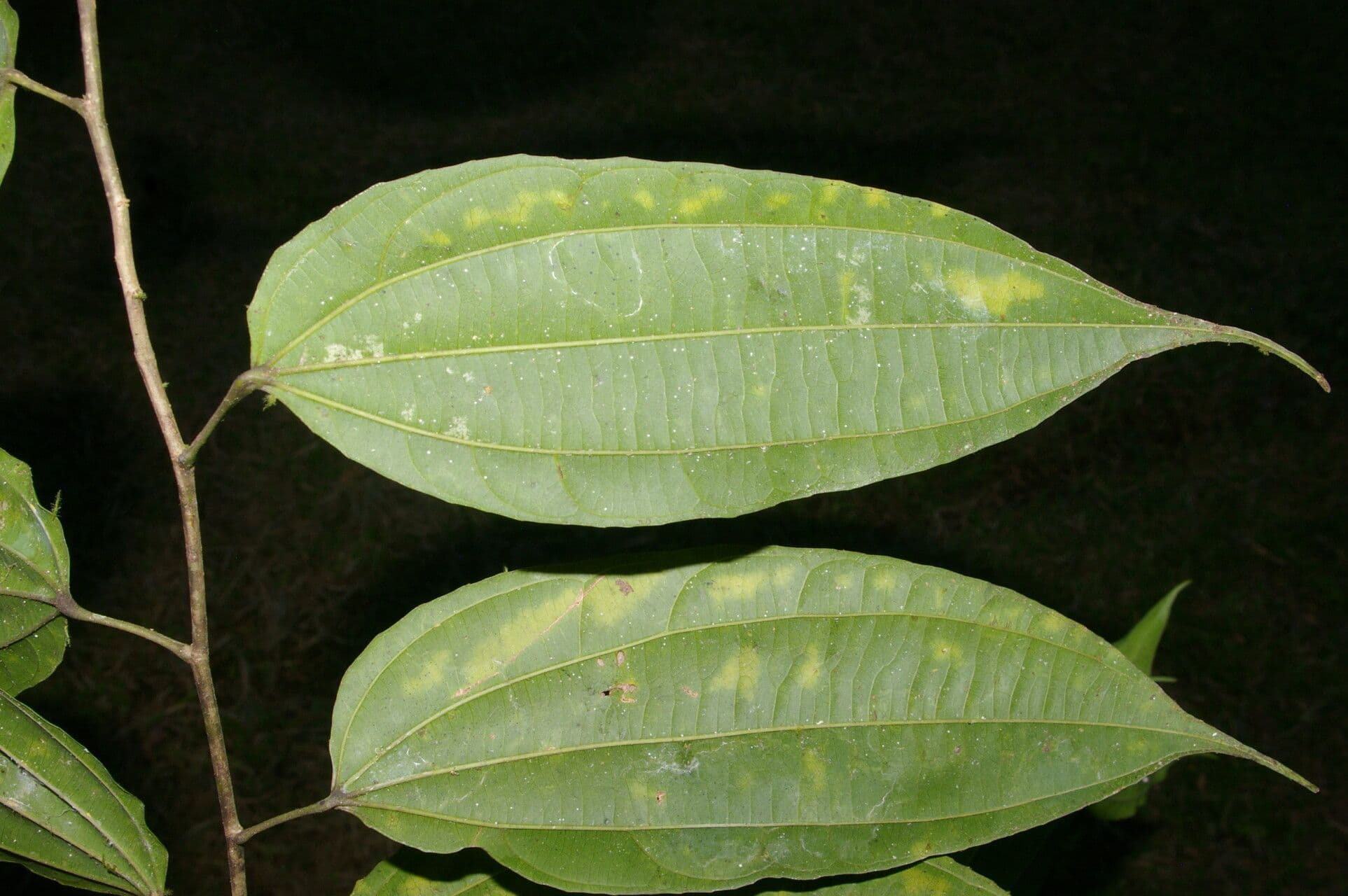 Lunania 3