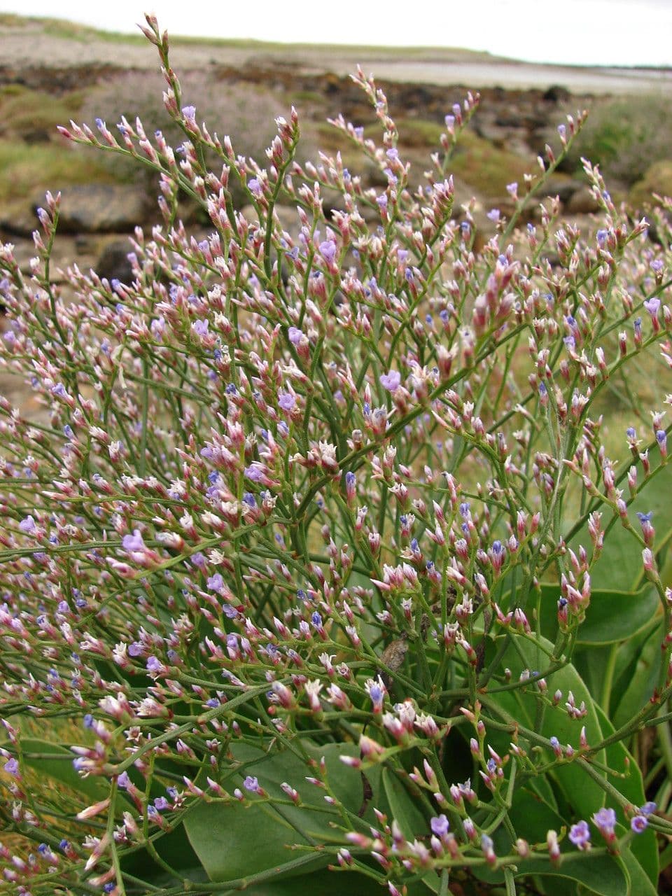 Limonium 2