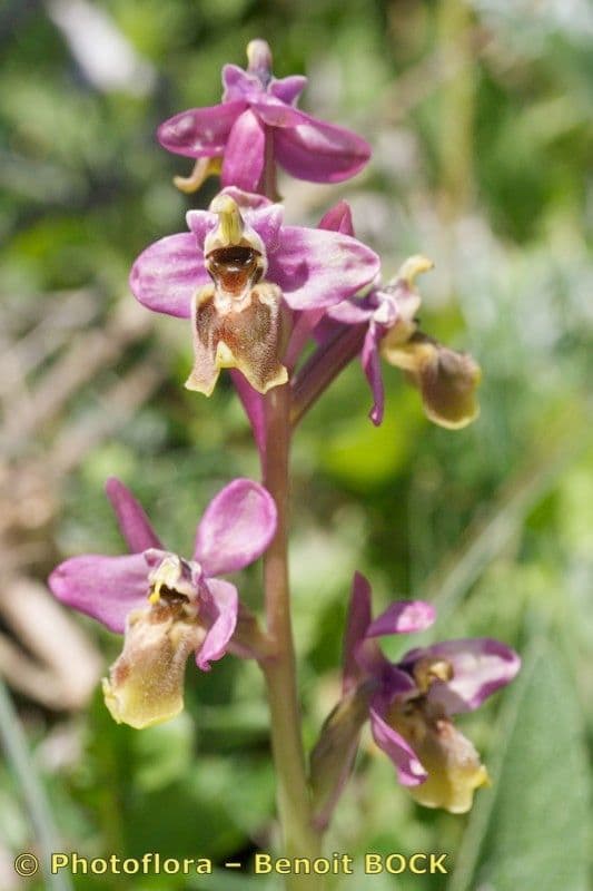 Ophrys tenthredinifera 23