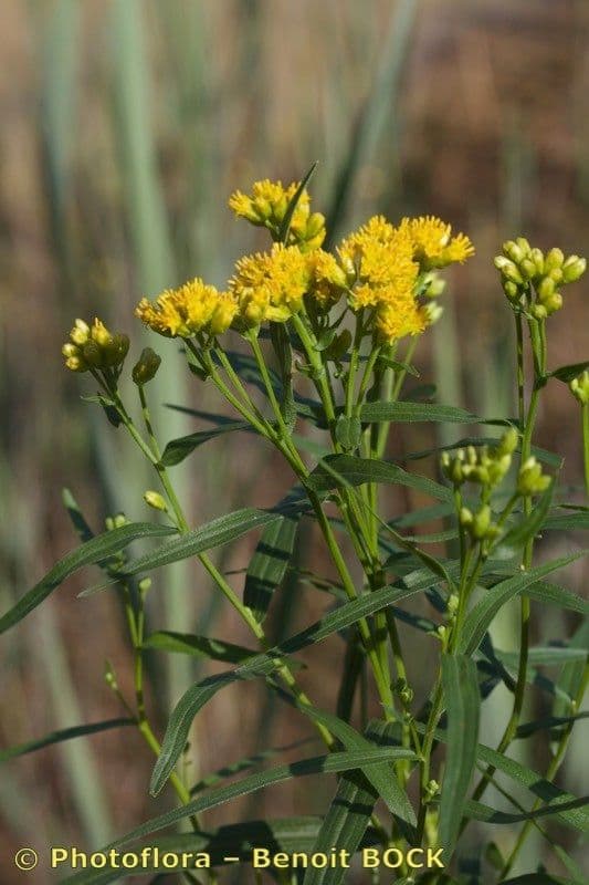 Euthamia graminifolia 26