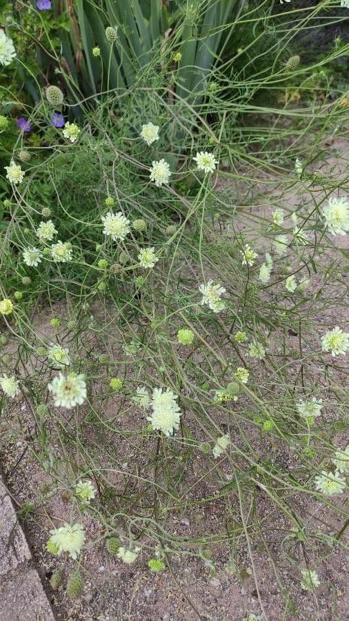 Ockergelber Witwenblumen 12