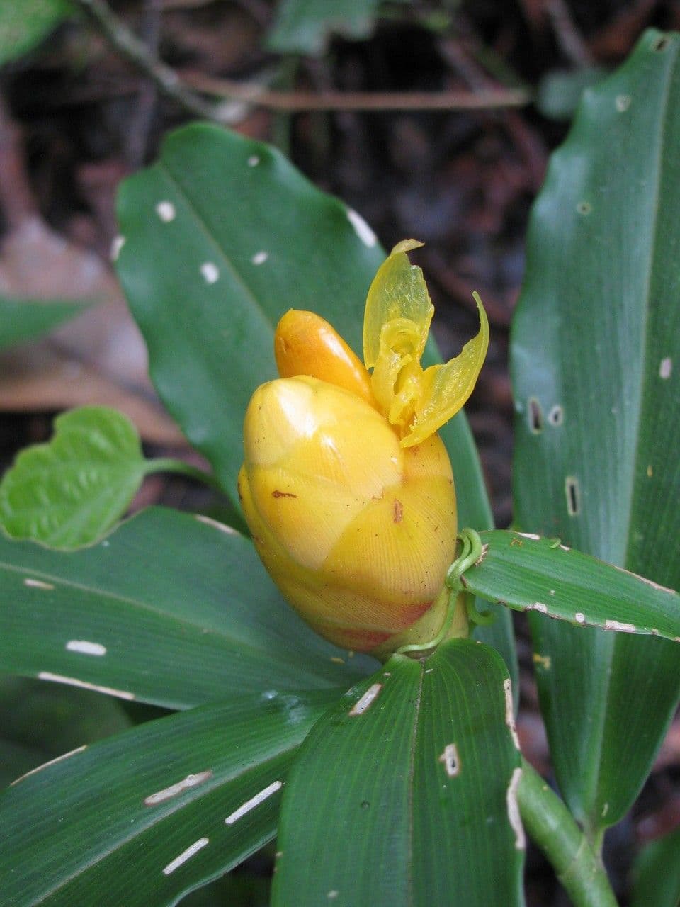 Costus 8