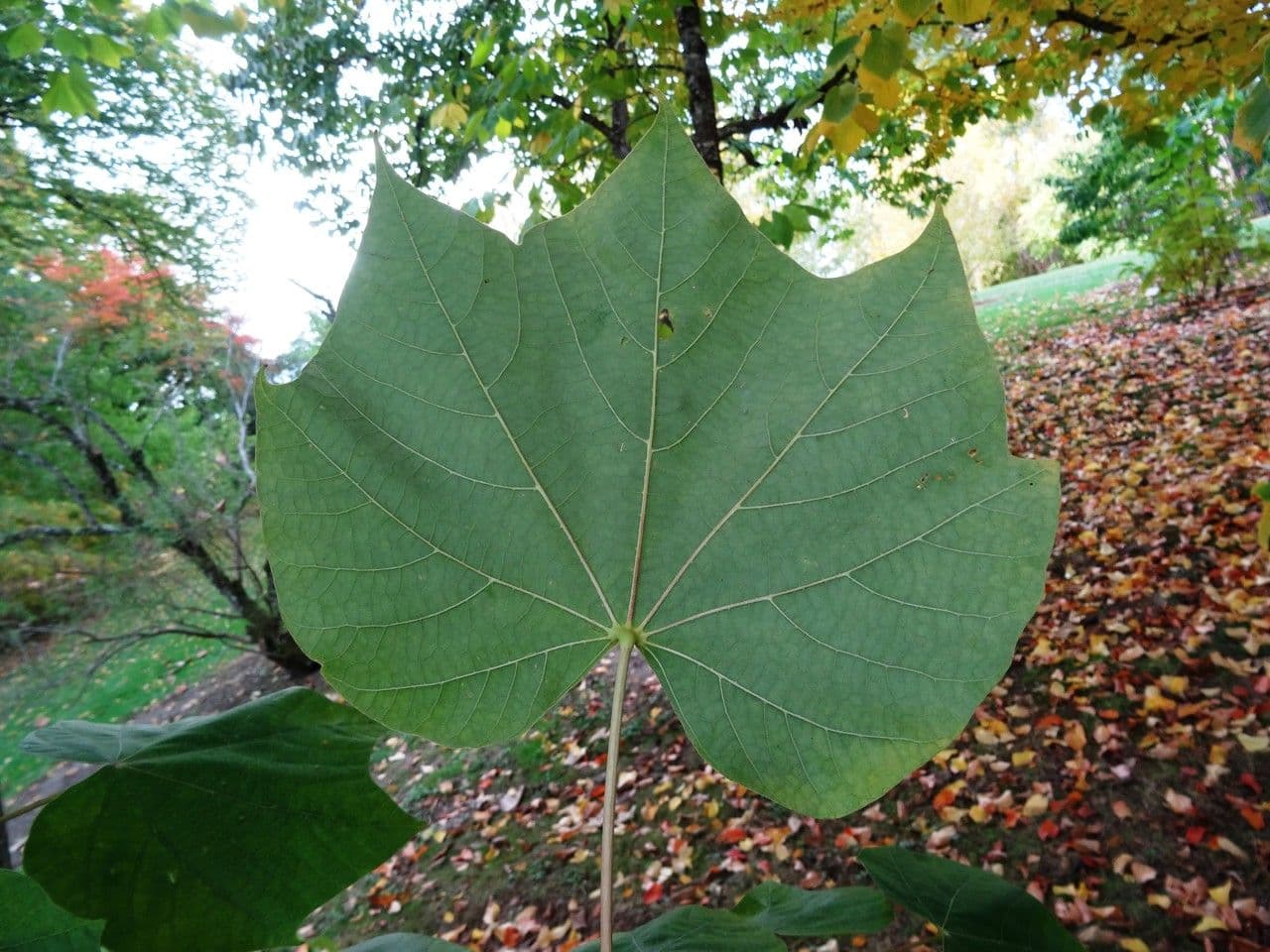 Chinesischer Flaschenbaum 19