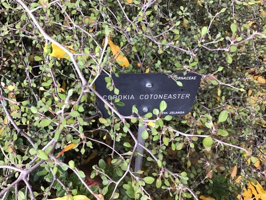 Corokia 17