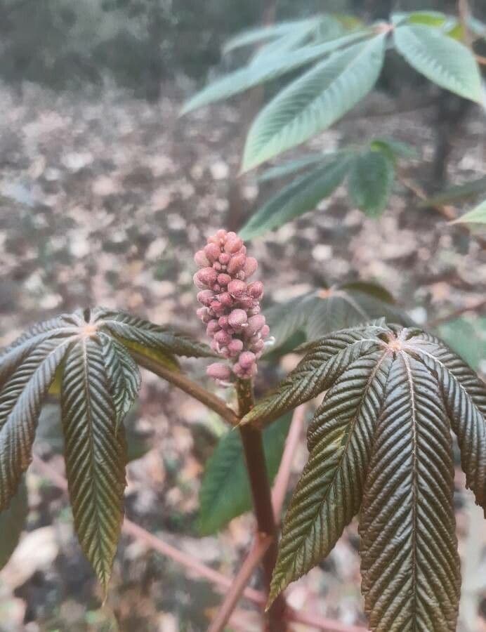 Ippocastano rosso 26