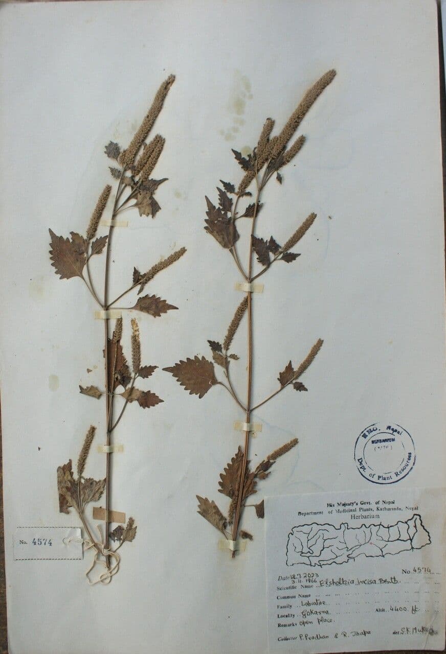 Elsholtzia 2