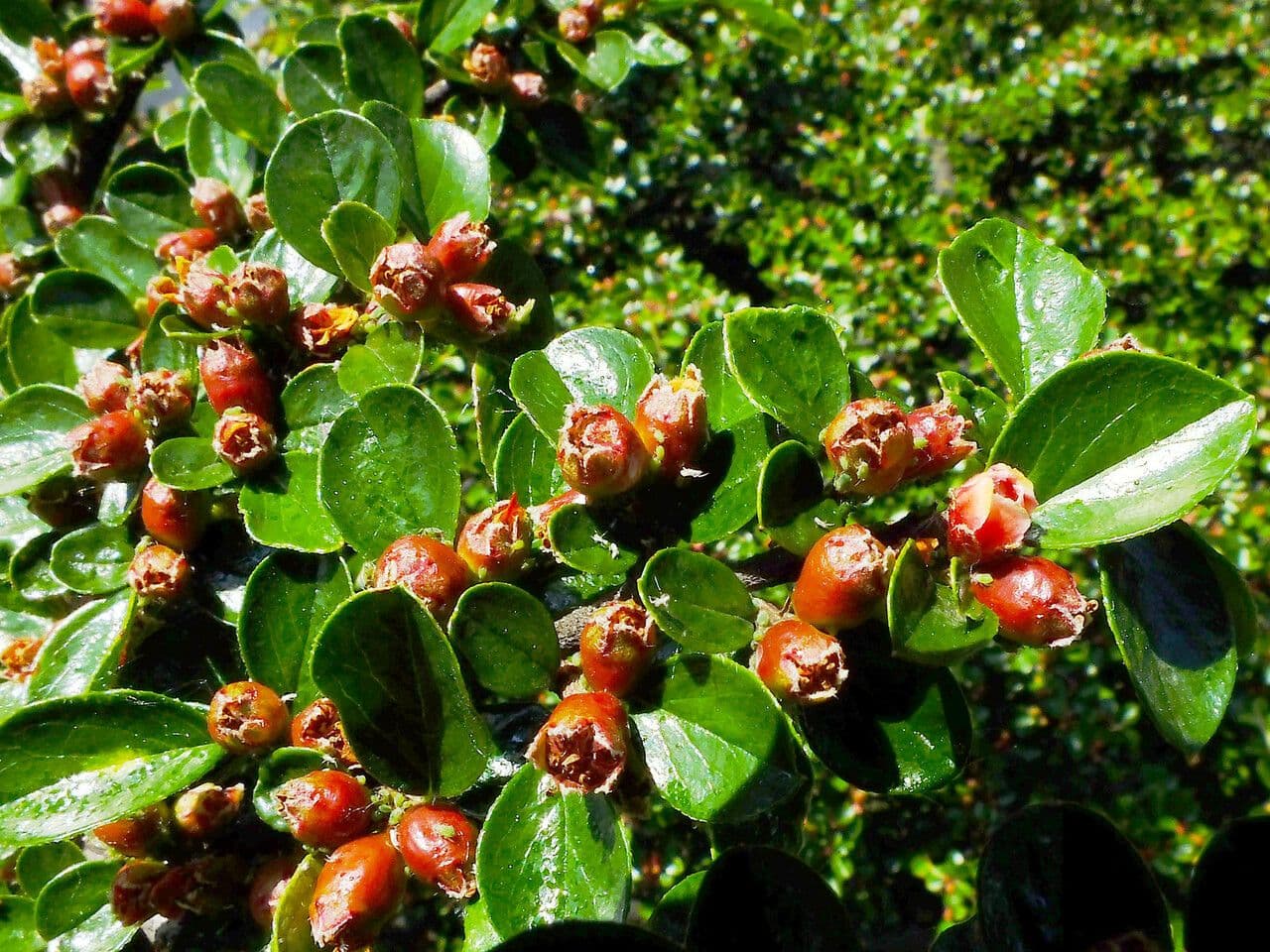 Cotoneaster 5