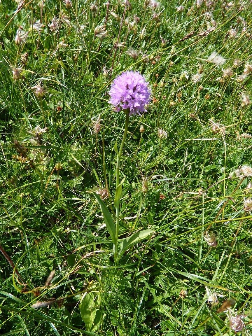 Kugelorchis 10
