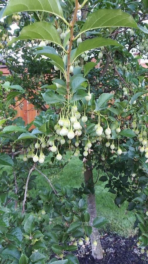 Styrax japonicus 3