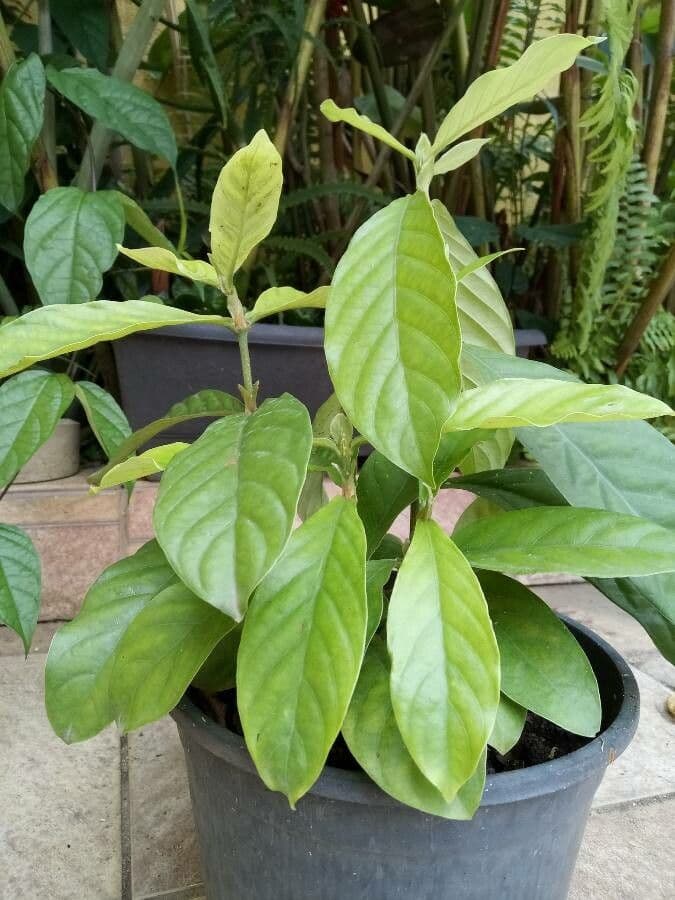 Psychotria 8