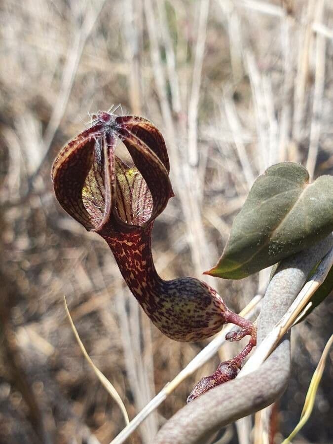 Ceropegia 3