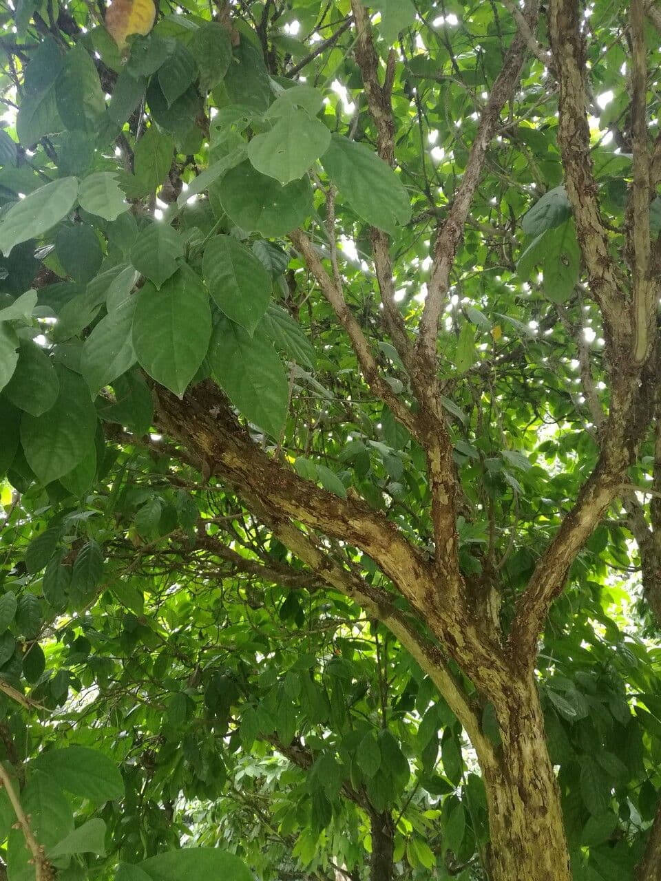 Baccaurea 19