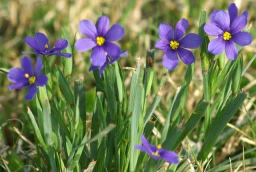 Blaublüten 9