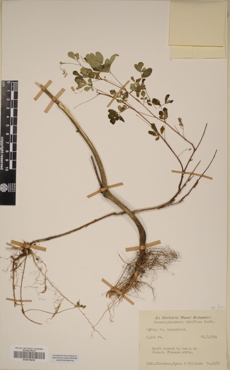 Boenninghausenia 8
