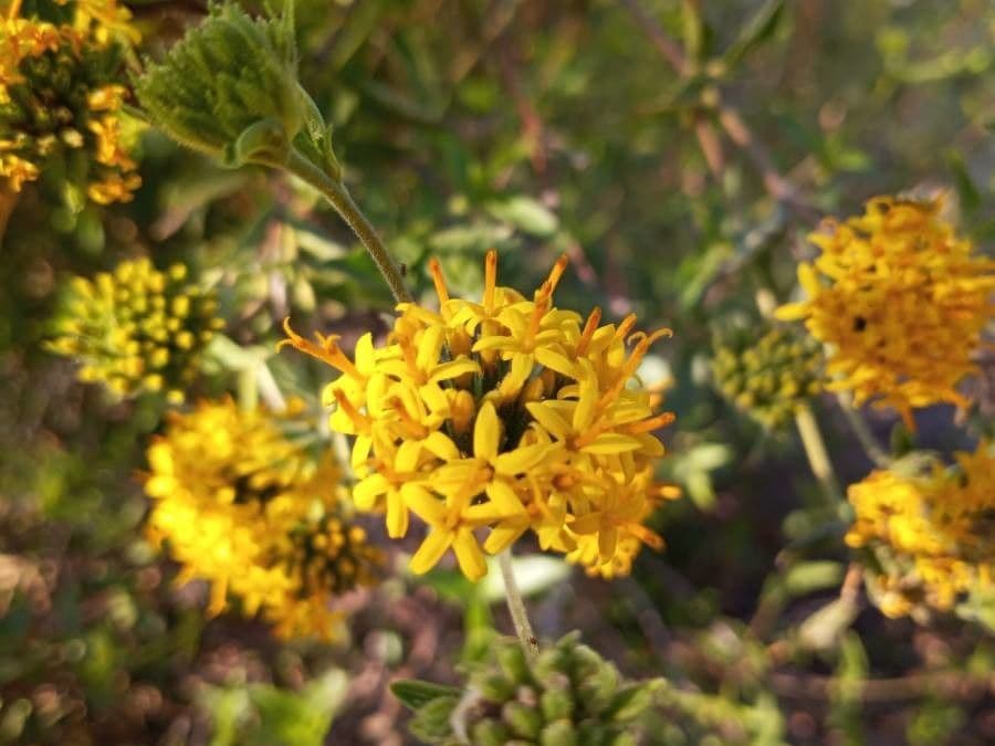 Quinchamalium 4