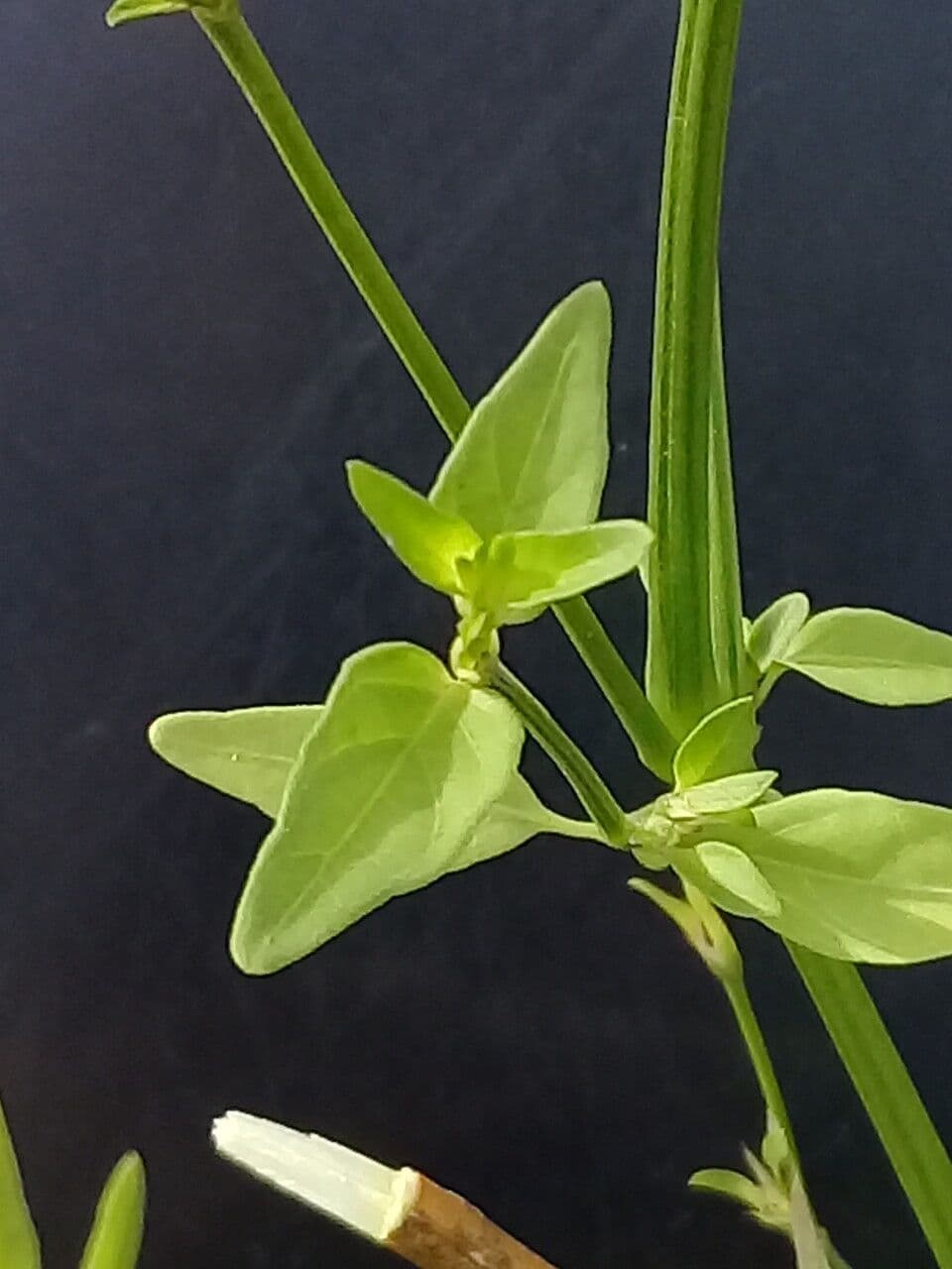 Dicliptera 7