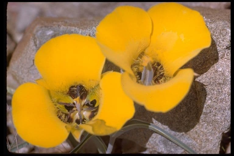 Calochortus di Kennedy 12
