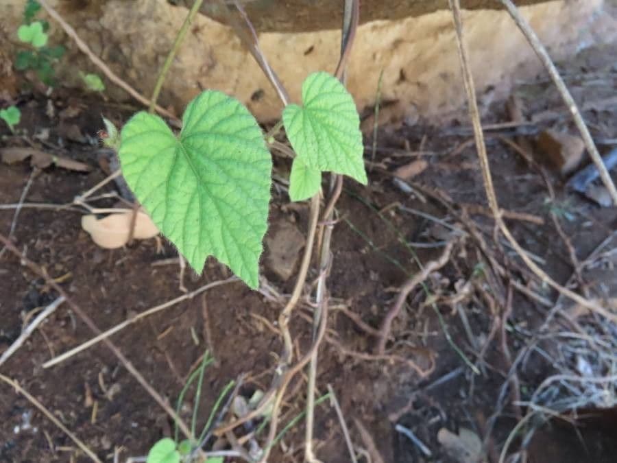 Ipomoea 6