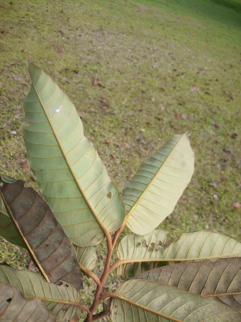 Virola sebifera 16