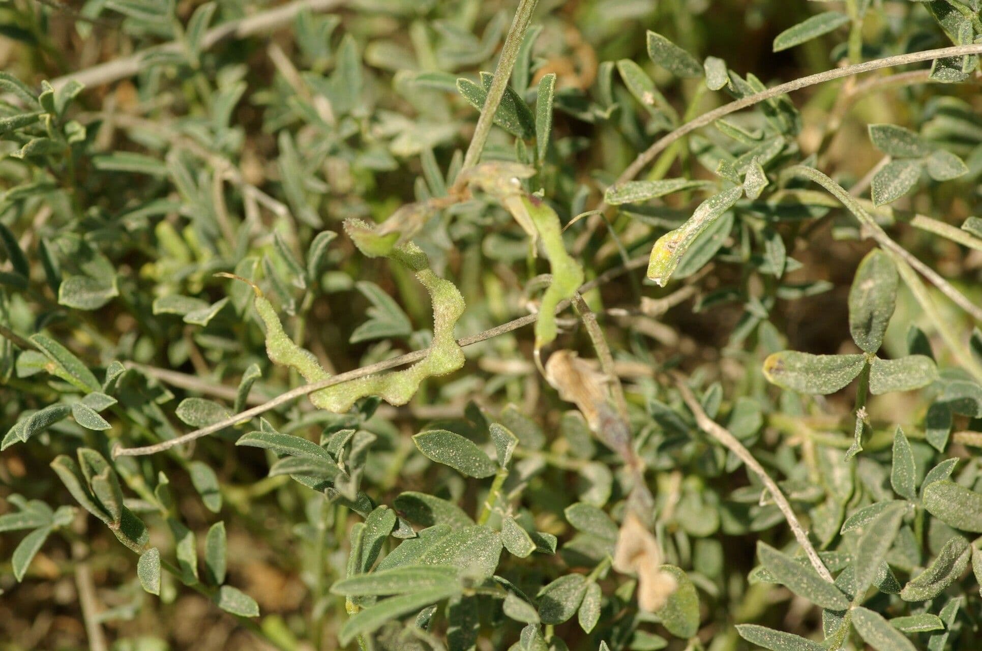 Ipocrepidi