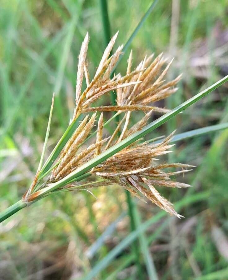 Zigolo articolato 5