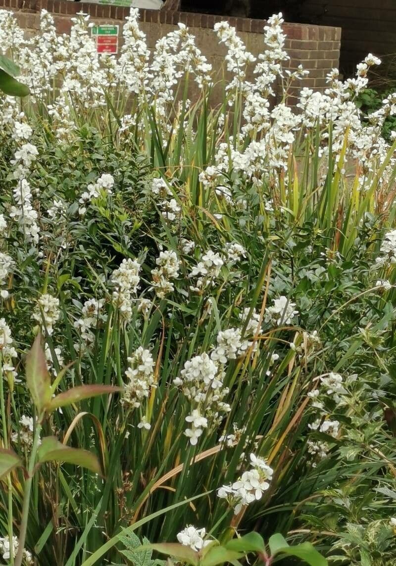 Fiore di raso del Cile 18