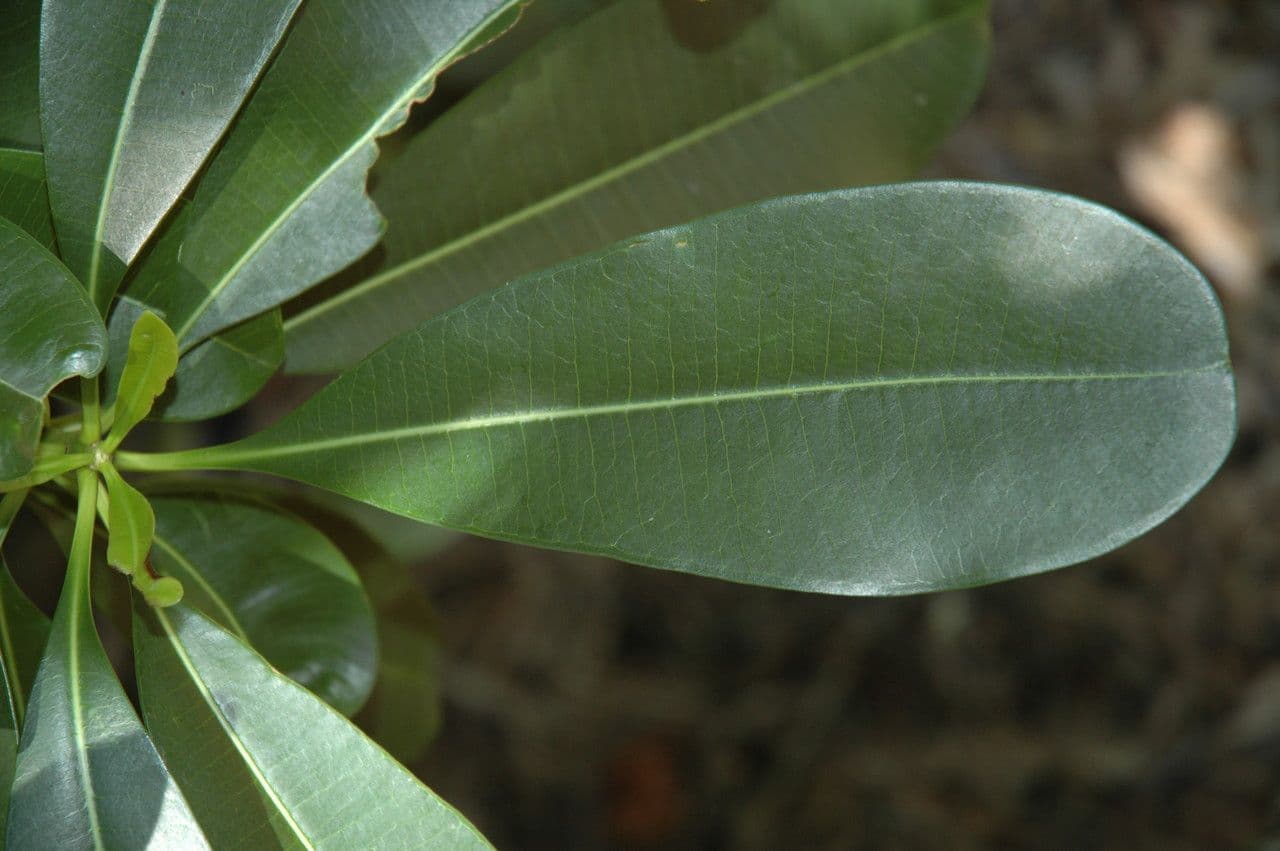 Ochrosia eliptická 19