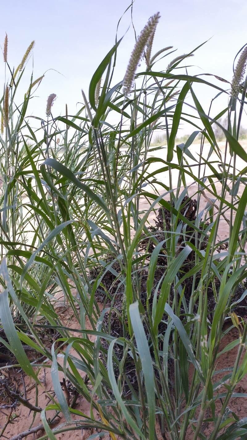 Cenchrus violaceo 10