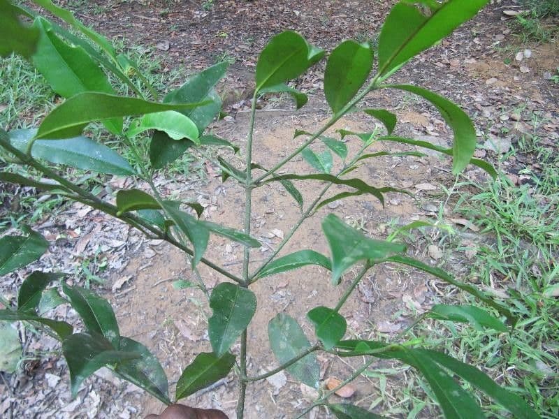 Garcinia 8