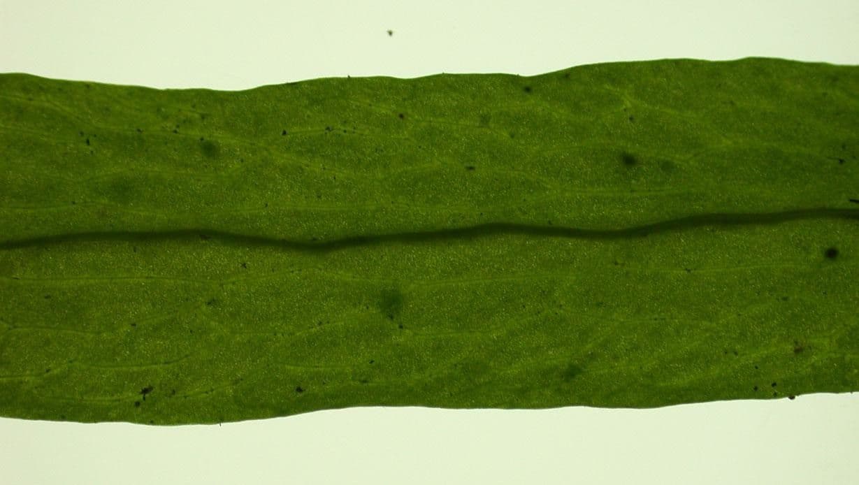 Polytaenium 6