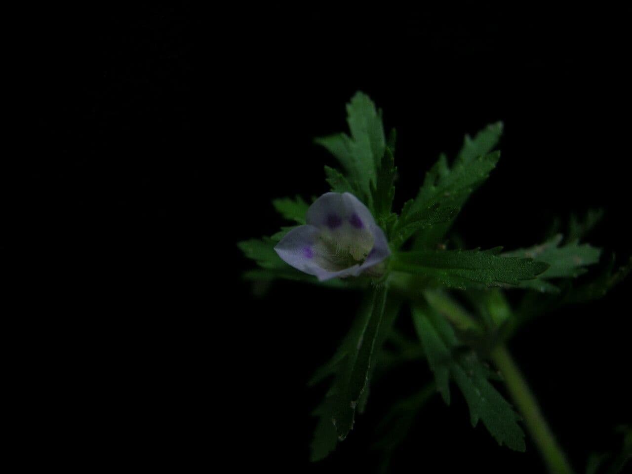 Limnophila 5