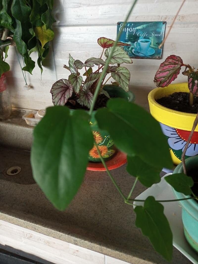 Thunbergia 16
