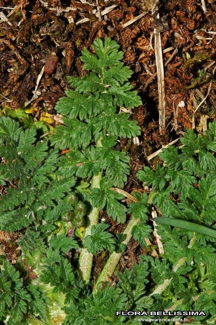 Erodium aethiopicum 14