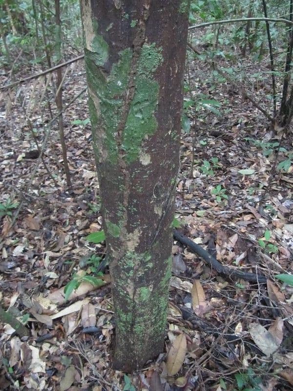 Chrysophyllum 6