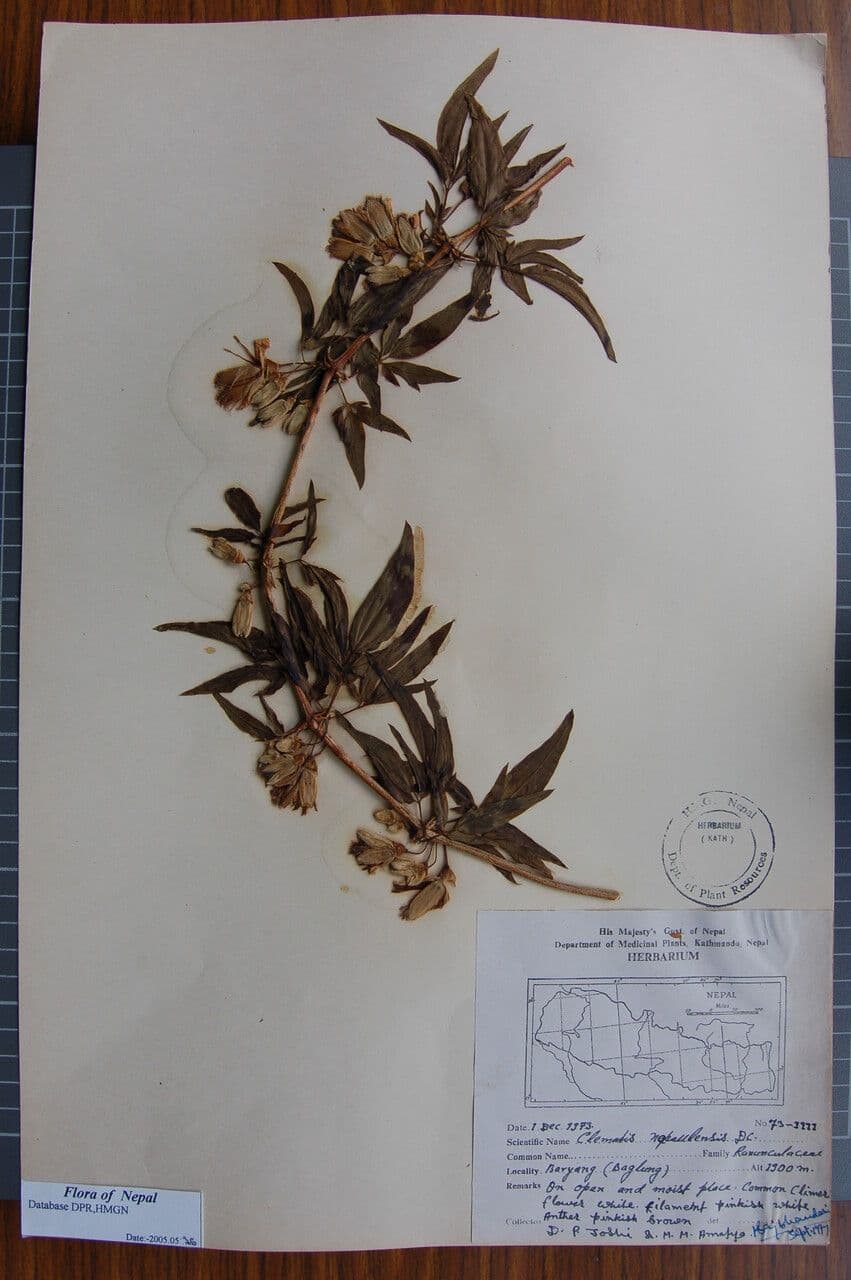 Clematis 4