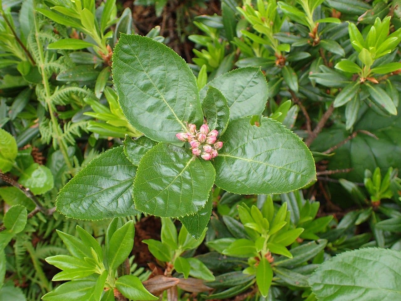Cotonéaster alpin 14