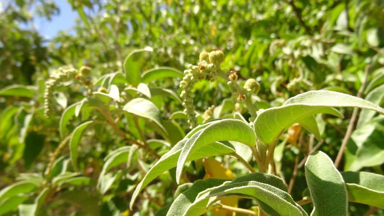 Croton giallo 11