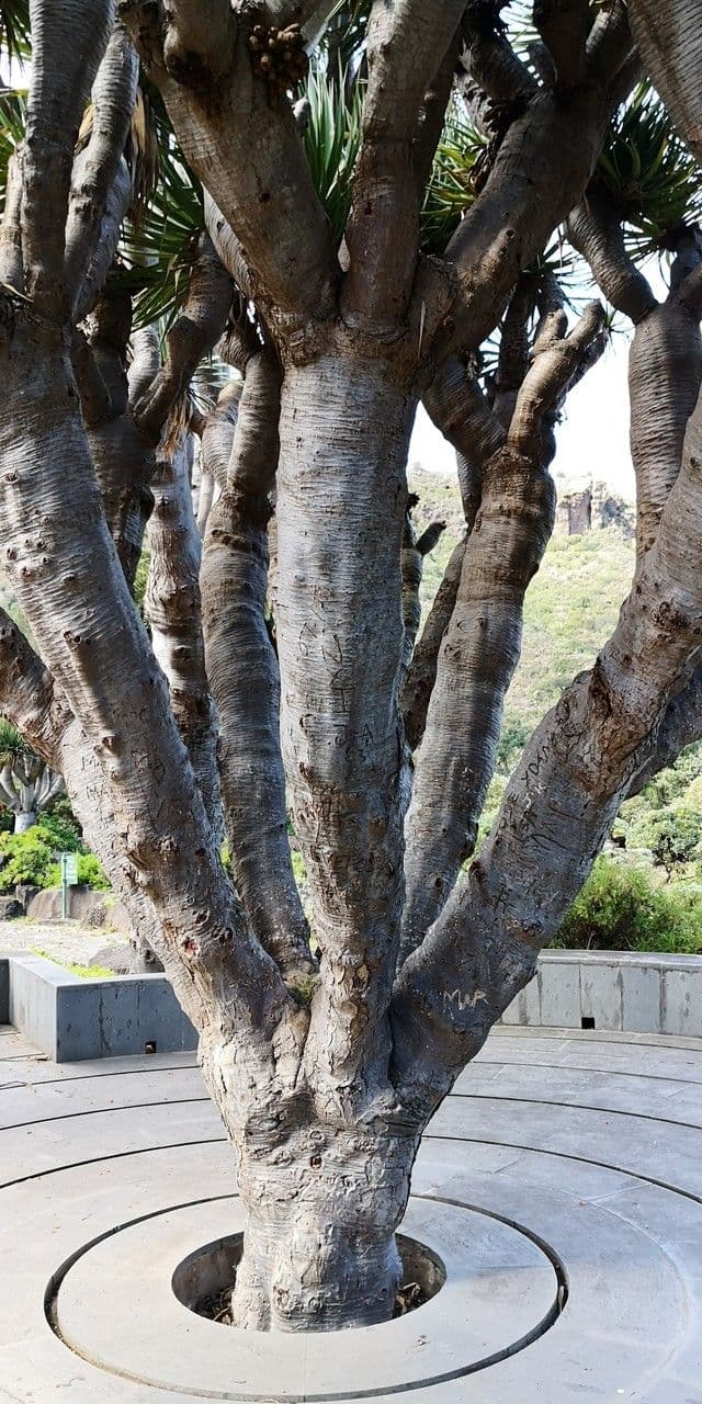 Dracaena 10