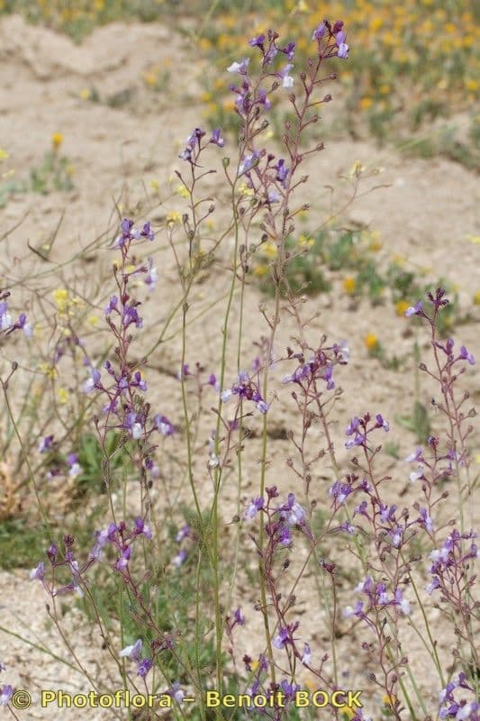 Linaria 9