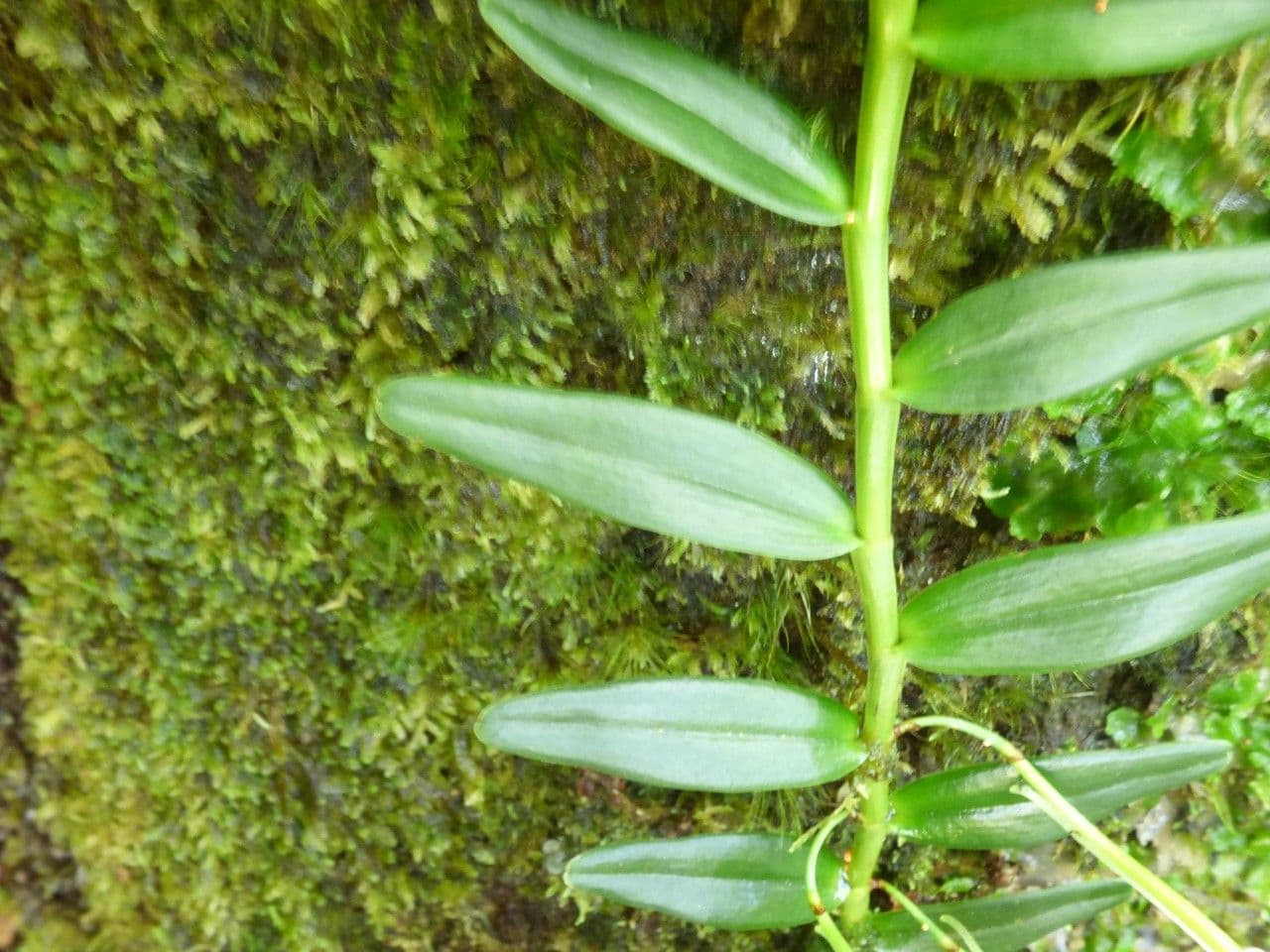 Angraecum 11