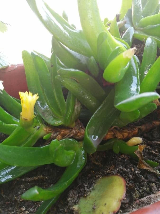 Glottiphyllum 10