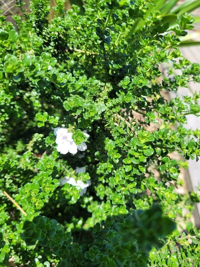 Prostanthera 5