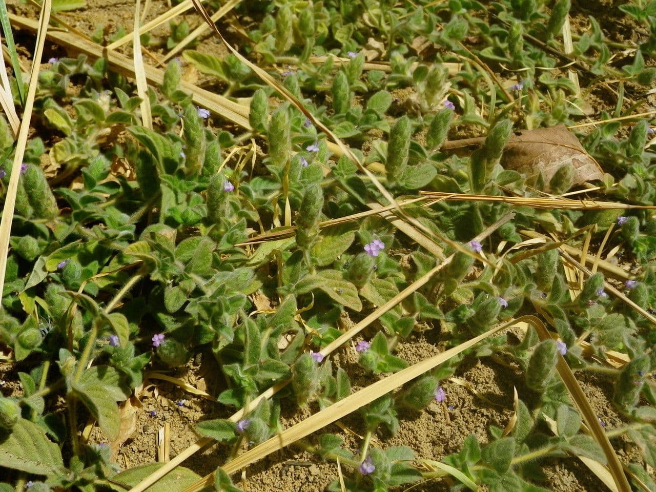 Nelsonia canescens 11