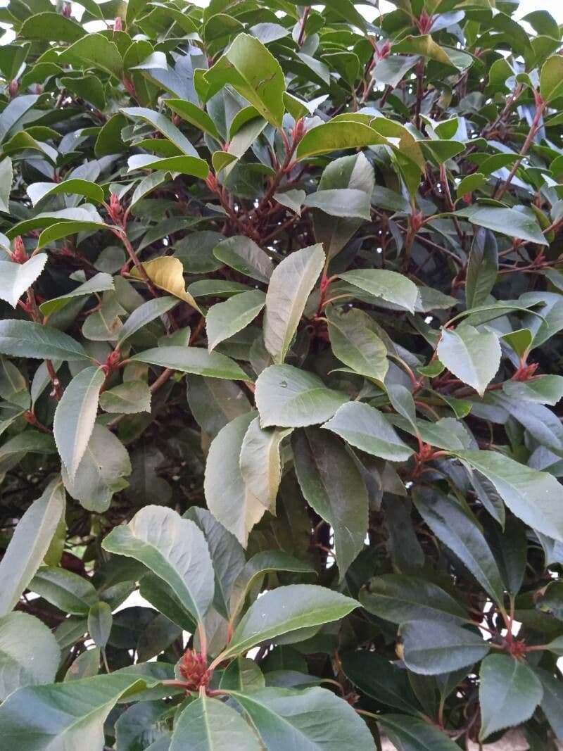 Photinia serrata 20